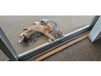 Adopt Several kittens a Gray or Blue (Mostly) Siberian / Mixed (short coat) cat