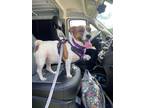 Adopt Daisy a Brown/Chocolate - with White Jack Russell Terrier / Mixed dog in