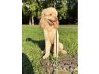 Adopt Myx a Red/Golden/Orange/Chestnut Goldendoodle / Mixed dog in Philadelphia