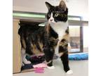 Adopt Pumpkin a Domestic Shorthair / Mixed cat in Des Moines, IA (41570817)