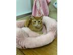 Adopt Tyler a Orange or Red Abyssinian (short coat) cat in Fresno, CA (41566024)