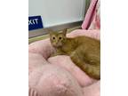 Adopt Tobey a Orange or Red Abyssinian (short coat) cat in Fresno, CA (41566023)