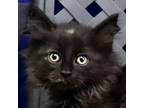 Adopt Winona a Domestic Mediumhair / Mixed cat in Midland, TX (41570710)