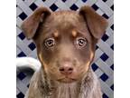 Adopt Lady Sydney a Australian Cattle Dog / Mixed dog in Midland, TX (41570709)