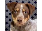 Adopt Brisbane a Australian Cattle Dog / Mixed dog in Midland, TX (41570708)