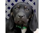 Adopt Tiana a Basset Hound / Labrador Retriever / Mixed dog in Midland