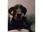 Adopt Eris a Black - with White Great Dane / Mixed dog in Birmingham