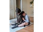 Adopt Charlotte a Black - with White Great Dane / Mixed dog in Howell