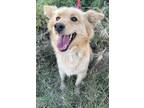 Adopt BECKY a Red/Golden/Orange/Chestnut - with White Golden Retriever /