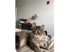 Adopt Sushi a Tiger Striped Domestic Mediumhair / Mixed (medium coat) cat in