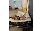 Adopt Chewie a Tan/Yellow/Fawn - with White Mutt / Mixed dog in Kalamazoo