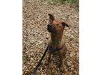 Adopt Zeke a Labrador Retriever / Mixed Breed (Medium) / Mixed dog in