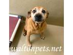 Adopt Cassie #15430 a Red/Golden/Orange/Chestnut Retriever (Unknown Type) /