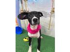 Adopt Harlyn a Black - with White Labrador Retriever / Mixed dog in Statesboro