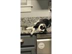 Adopt Sophie a Black & White or Tuxedo Domestic Mediumhair / Mixed (medium coat)