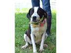 Adopt Arianna - Adoptable a Terrier (Unknown Type, Small) / Mixed Breed (Medium)