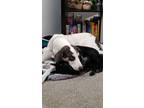 Adopt Mickey a White - with Gray or Silver Bluetick Coonhound / German