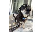 Adopt Trigger a Black - with Tan, Yellow or Fawn Dachshund / Mixed dog in Grand
