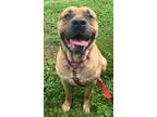 Adopt Tank a Cane Corso / Mixed dog in Mineral, VA (41570454)