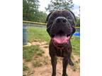 Adopt Peewee a Cane Corso / Mixed dog in Mineral, VA (41570453)