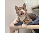 Adopt Georgie a Domestic Shorthair / Mixed (short coat) cat in Gillette