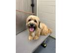 Adopt 2024-05-256*Baba* a Havanese / Mixed dog in Winder, GA (41570438)