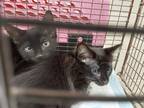 Adopt 2024-05-067 a Domestic Mediumhair / Mixed (short coat) cat in Winder