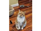 Adopt Fiona a Orange or Red Domestic Shorthair / Mixed cat in Newport