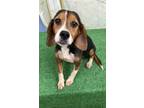 Adopt Cooper a Tricolor (Tan/Brown & Black & White) Beagle / Mixed dog in
