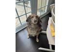 Adopt Hazel a Merle Australian Shepherd / Labradoodle / Mixed dog in Murrieta