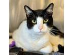 Adopt Cooper a Black & White or Tuxedo Domestic Shorthair / Mixed (short coat)