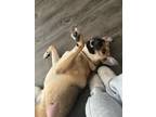 Adopt Bambi a Black - with Tan, Yellow or Fawn Anatolian Shepherd / Mixed dog in