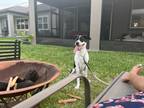 Adopt Onyx a Black - with White Catahoula Leopard Dog / Labrador Retriever /