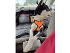 Adopt Nova a Black - with White Akita / Husky / Mixed dog in Corona