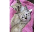 Adopt Biscuit - Cookie Litter a Siamese cat in Anthem, AZ (41570056)