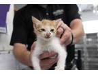 Adopt Lewis a Orange or Red Domestic Shorthair (short coat) cat in Weatherford