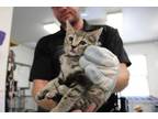 Adopt Cougar a Brown or Chocolate Domestic Shorthair (short coat) cat in