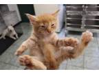 Adopt Duck a Orange or Red Domestic Shorthair (short coat) cat in Weatherford