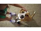 Adopt Gina a Brown/Chocolate - with White Foxhound / Golden Retriever / Mixed