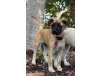Adopt Kiwi a Brown/Chocolate - with Black Labrador Retriever / Mixed dog in