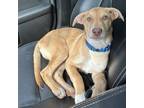 Adopt Gunnar a Red/Golden/Orange/Chestnut - with White Labrador Retriever /