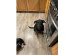 Adopt Ava a Black - with Tan, Yellow or Fawn Miniature Pinscher / Terrier