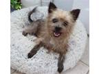 Adopt Albus a Cairn Terrier / Mixed dog in League City, TX (41570026)