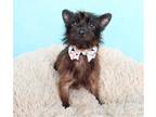 Adopt Hickory a Cairn Terrier / Mixed dog in League City, TX (41570025)
