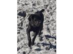 Adopt Spencer a Brindle Cane Corso / Mixed dog in San Diego, CA (40905511)