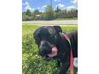Adopt Athena a Cane Corso / Mixed dog in Barrie, ON (41569864)