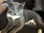 Adopt Skipper a Gray or Blue (Mostly) Domestic Shorthair / Mixed (short coat)
