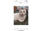 Adopt Snow a Gray or Blue Domestic Shorthair (short coat) cat in Colmar