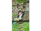 Adopt Aria a Gray/Blue/Silver/Salt & Pepper American Pit Bull Terrier / Mixed
