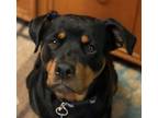 Adopt Delilah a Black - with Brown, Red, Golden, Orange or Chestnut Rottweiler /